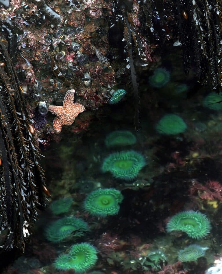 Sea star and anemones in a Pacific Northwest tide pool